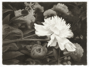 26th Annual Boston Drawing Show
