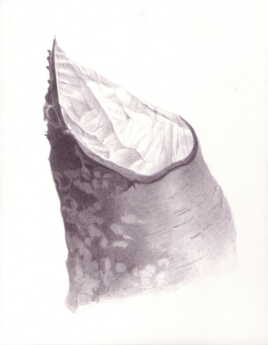 Becoming Trees at ConcordArt